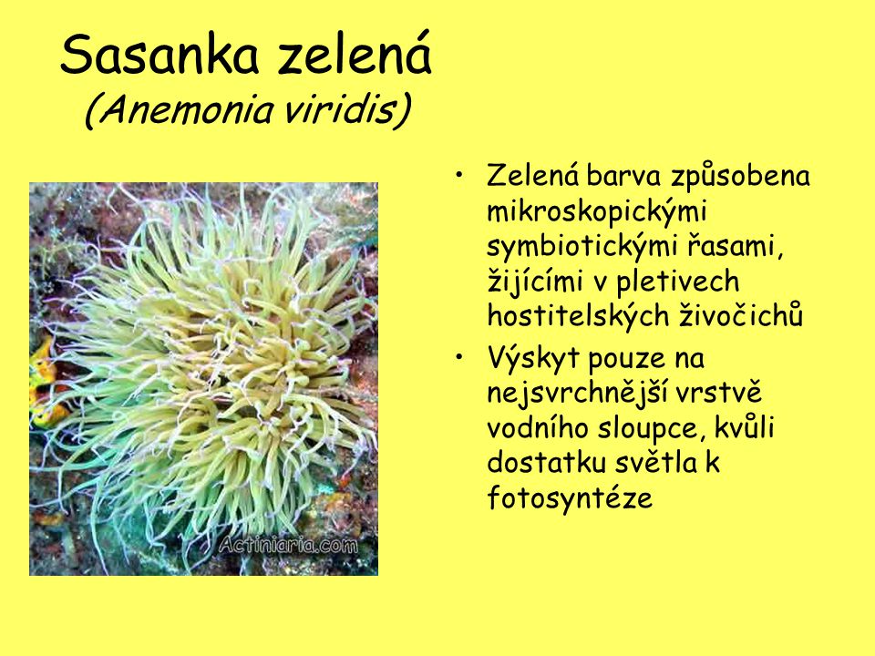 Sasanka zelená (Anemonia viridis)