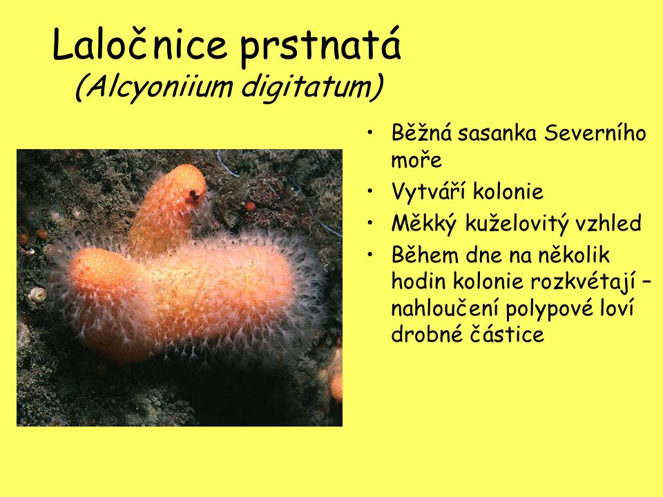 Laločnice prstnatá (Alcyoniium digitatum)
