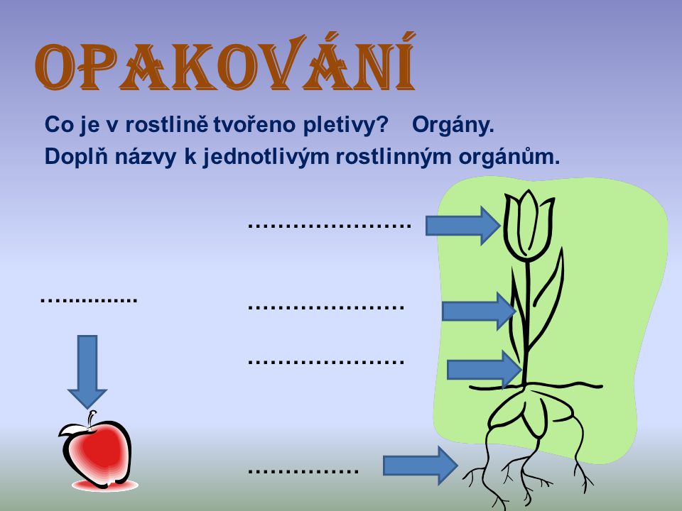 OPAKOVÁNÍ Co je v rostlině tvořeno pletivy Orgány.