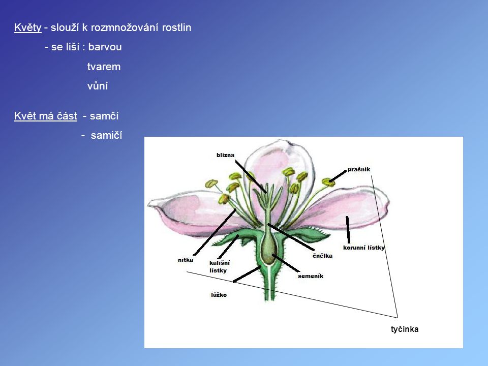 Květy - slouží k rozmnožování rostlin - se liší : barvou tvarem vůní