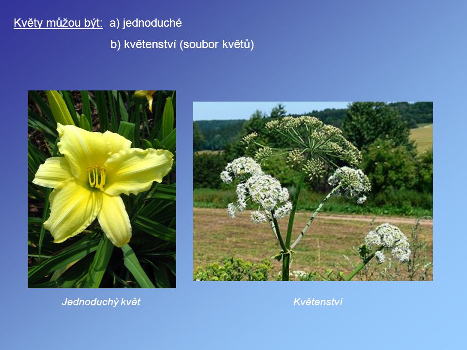 Květy můžou být: a) jednoduché b) květenství (soubor květů)