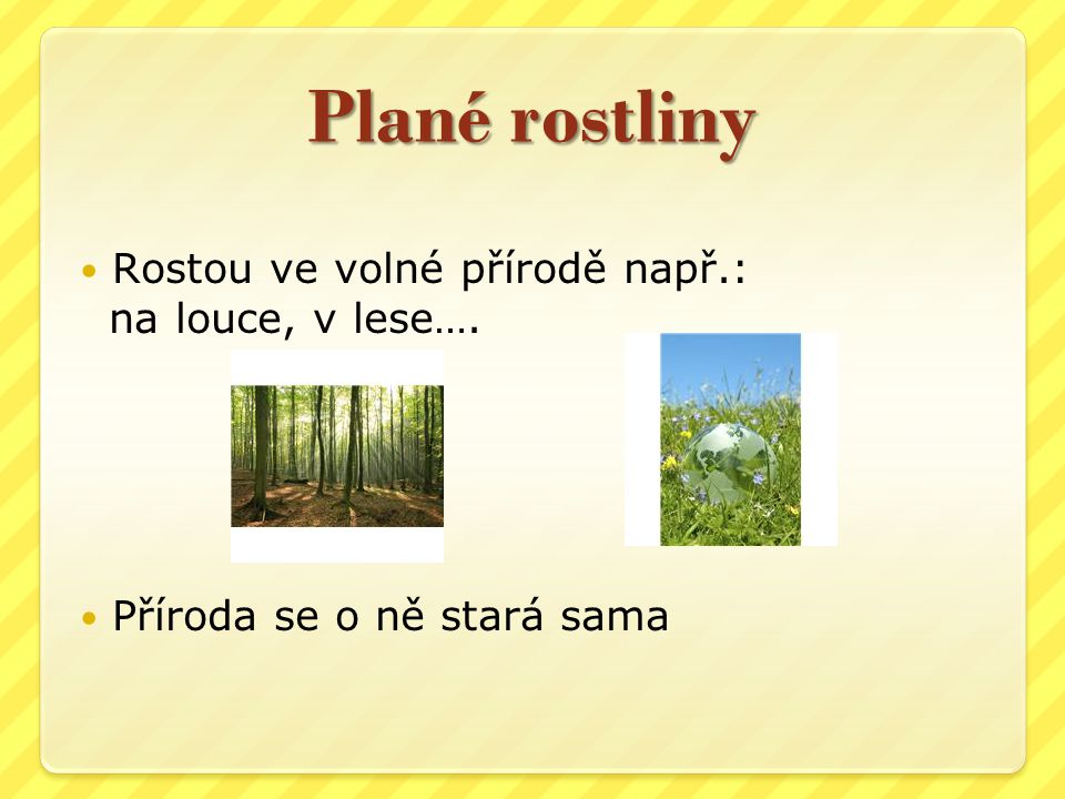 Plané rostliny Rostou ve volné přírodě např.: na louce, v lese….