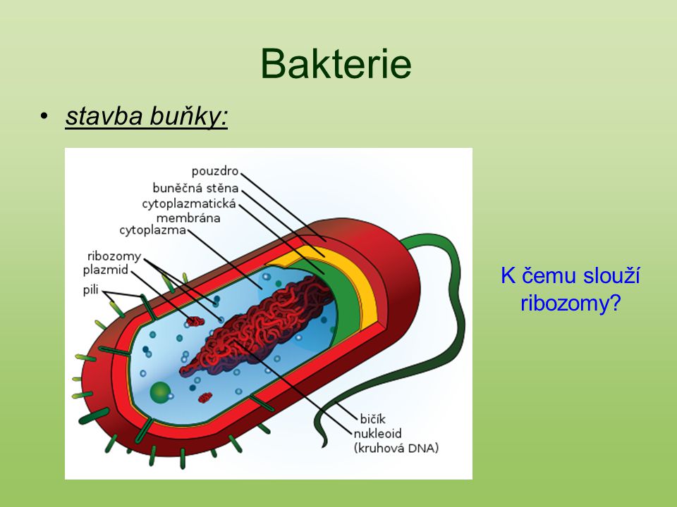 Bakterie stavba buňky: K čemu slouží ribozomy
