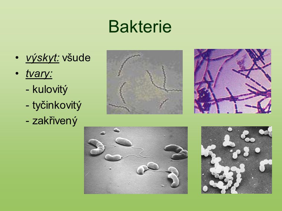 Bakterie výskyt: všude tvary: - kulovitý - tyčinkovitý - zakřivený