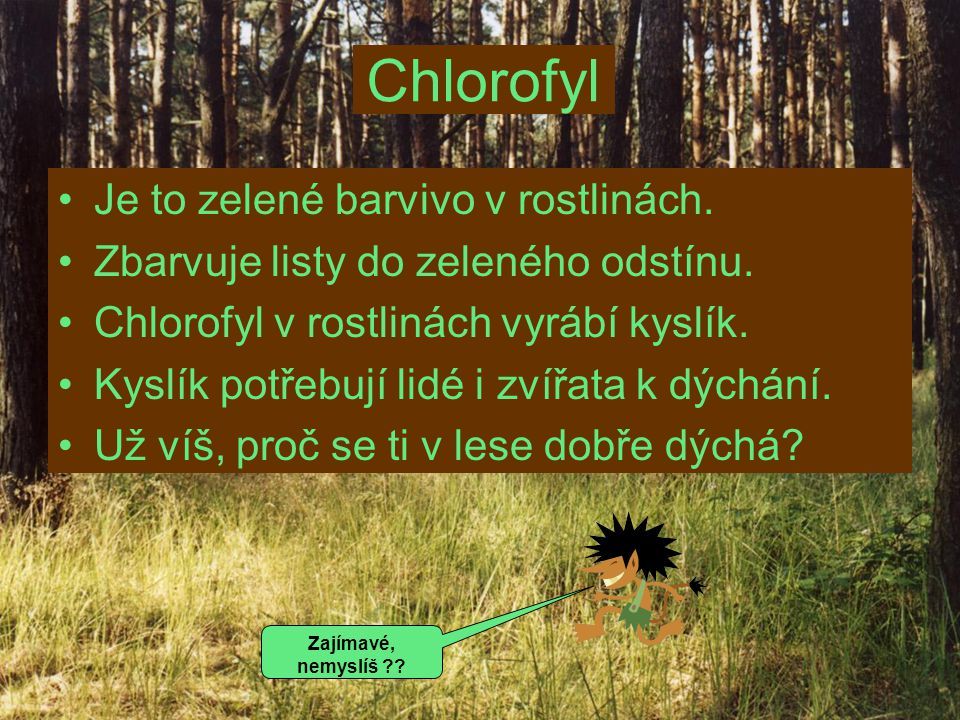 Chlorofyl Je to zelené barvivo v rostlinách.
