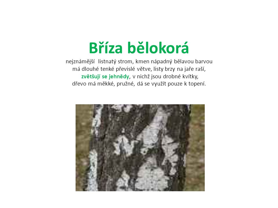 Bříza bělokorá nejznámější listnatý strom, kmen nápadný bělavou barvou má dlouhé tenké převislé větve, listy brzy na jaře raší, zvětšují se jehnědy, v nichž jsou drobné kvítky, dřevo má měkké, pružné, dá se využít pouze k topení.