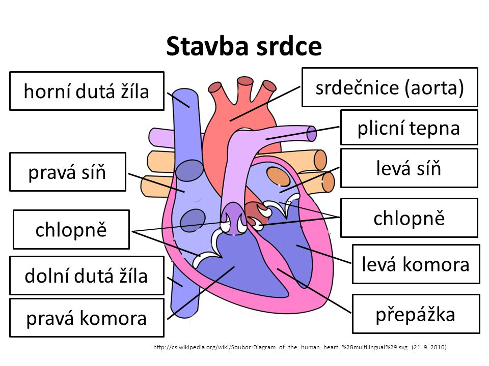 Stavba srdce srdečnice (aorta) horní dutá žíla plicní tepna levá síň