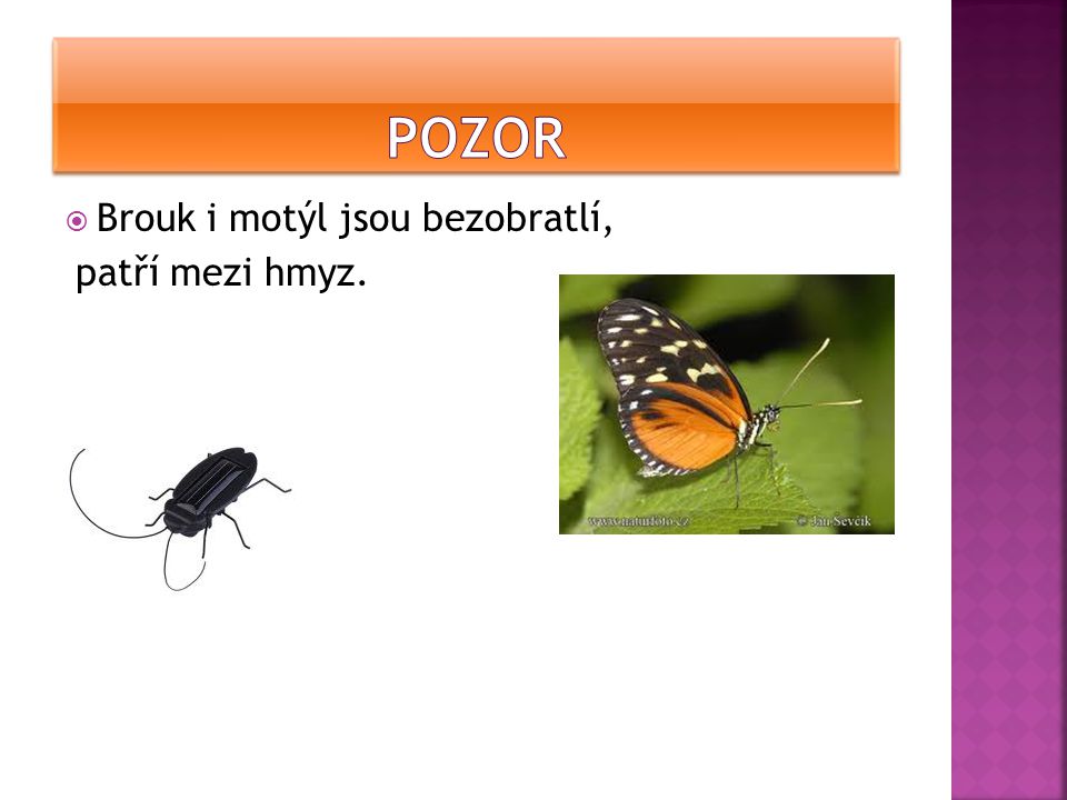 POzor Brouk i motýl jsou bezobratlí, patří mezi hmyz.