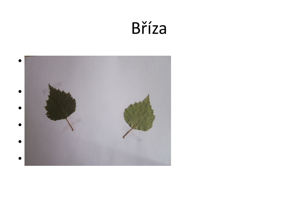 Bříza Jednoduché dvojitě pilovité listy(léčivé) Kůra- bělavá