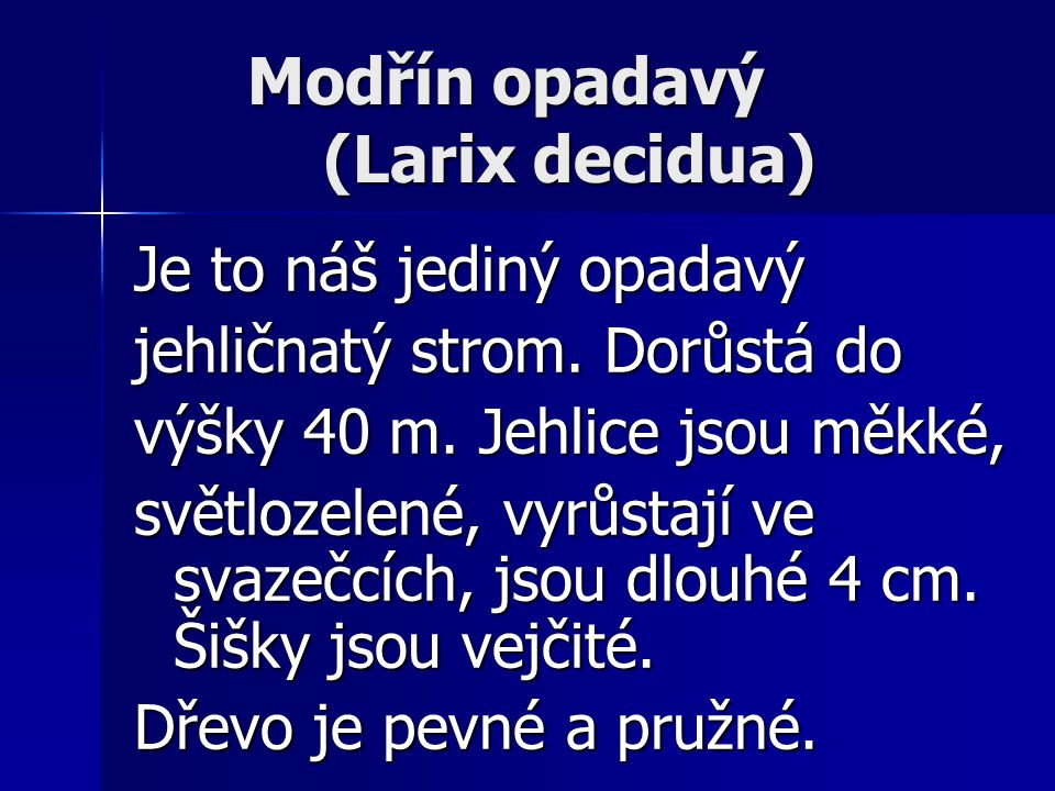 Modřín opadavý (Larix decidua)