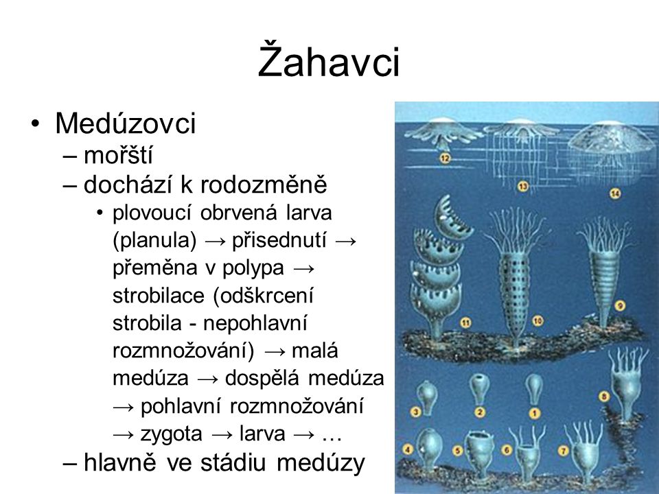 Žahavci Medúzovci mořští dochází k rodozměně hlavně ve stádiu medúzy