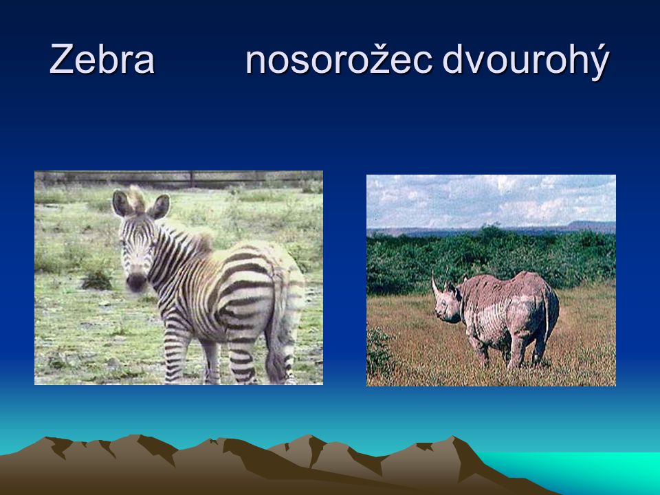 Zebra nosorožec dvourohý