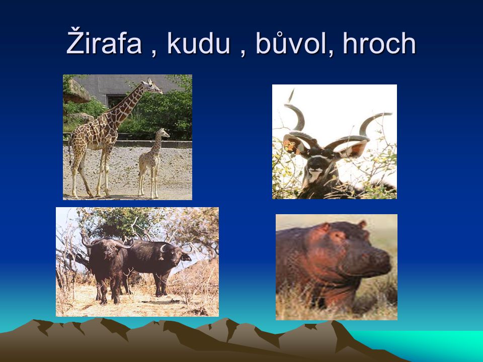 Žirafa , kudu , bůvol, hroch