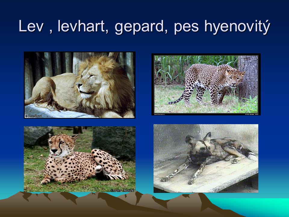 Lev , levhart, gepard, pes hyenovitý