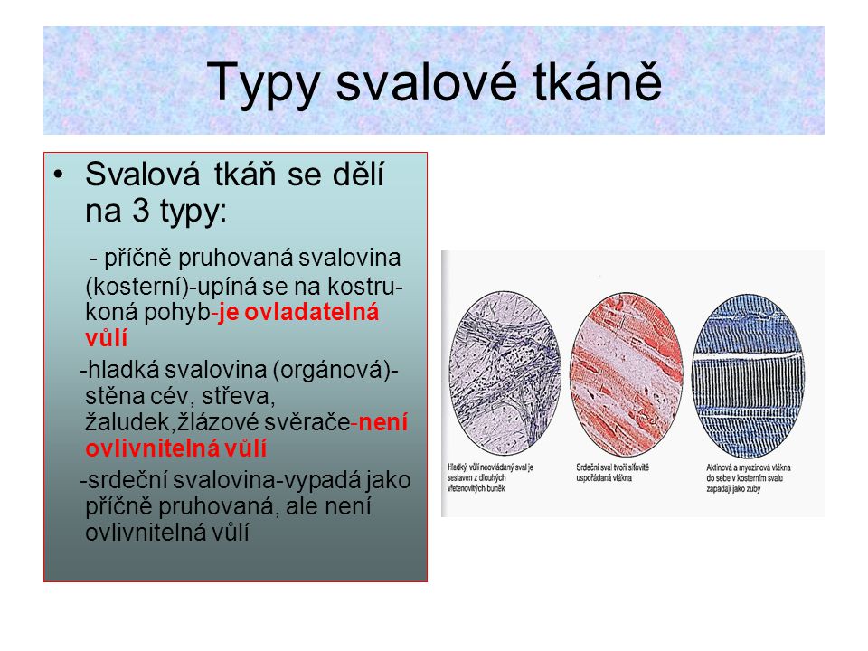 Typy svalové tkáně Svalová tkáň se dělí na 3 typy: