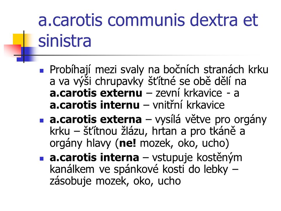 a.carotis communis dextra et sinistra