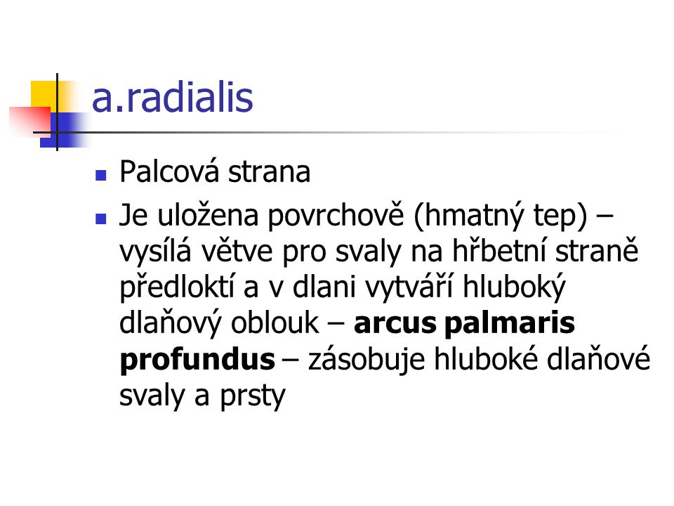 a.radialis Palcová strana