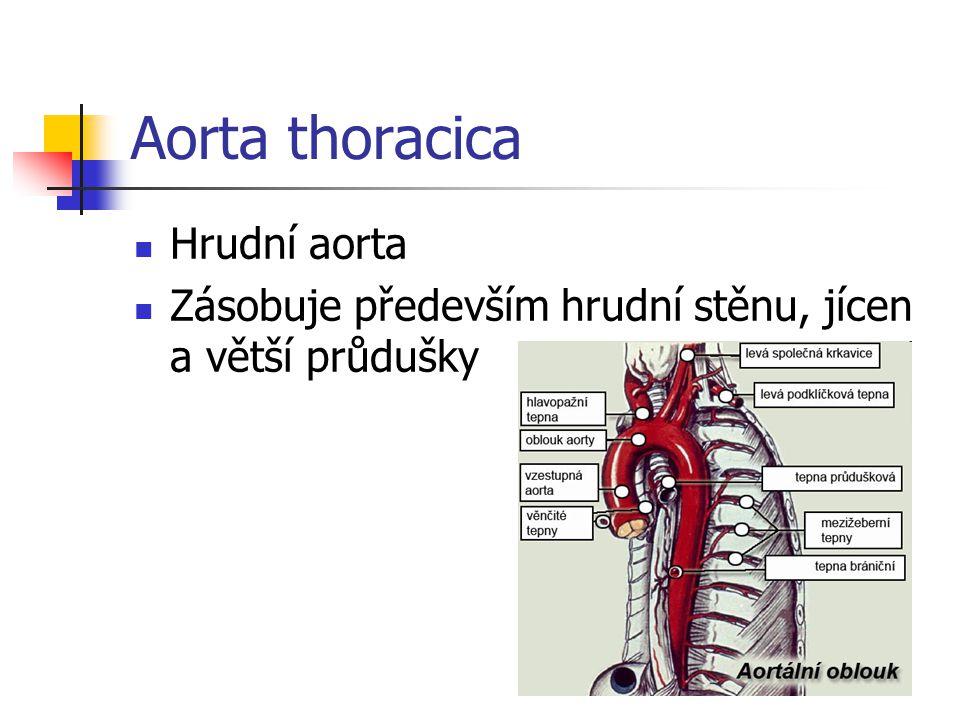Aorta thoracica Hrudní aorta