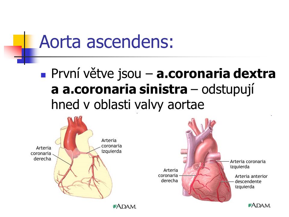 Aorta ascendens: První větve jsou – a.coronaria dextra a a.coronaria sinistra – odstupují hned v oblasti valvy aortae.