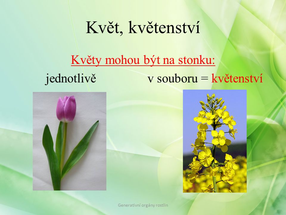 Květ, květenství Květy mohou být na stonku: jednotlivě v souboru = květenství Generativní orgány rostlin.