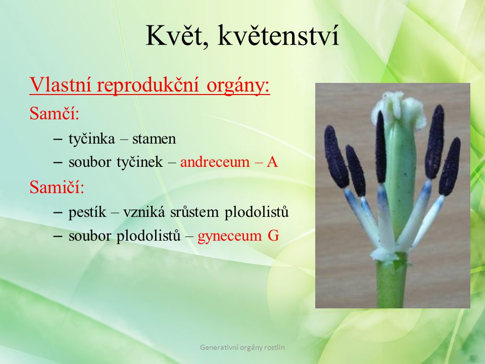 Generativní orgány rostlin