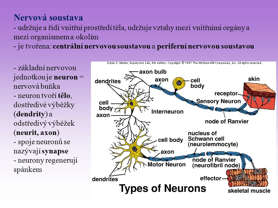 Nervová soustava - udržuje a řídí vnitřní prostředí těla, udržuje vztahy mezi vnitřními orgány a mezi organismem a okolím.
