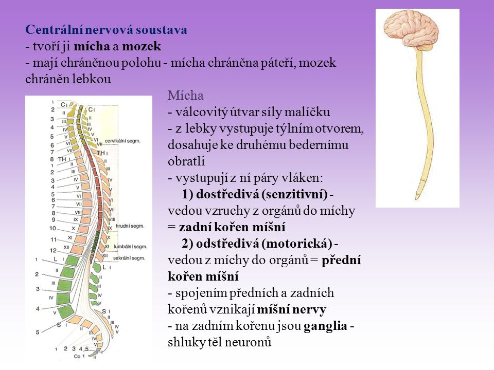 Centrální nervová soustava