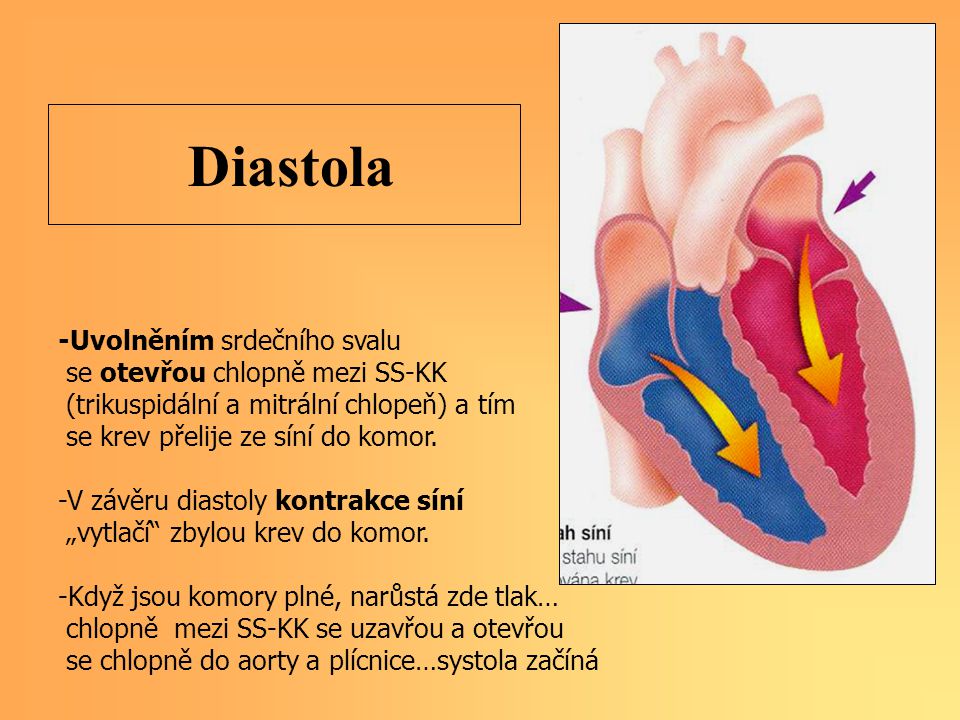 Diastola -Uvolněním srdečního svalu se otevřou chlopně mezi SS-KK