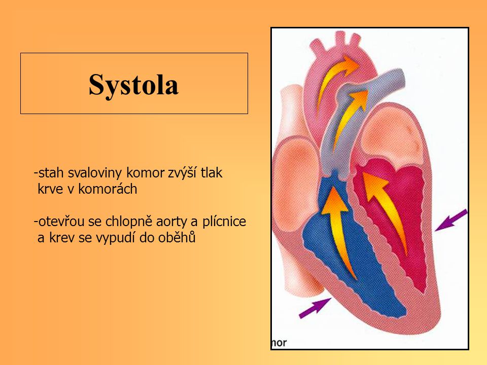 Systola -stah svaloviny komor zvýší tlak krve v komorách