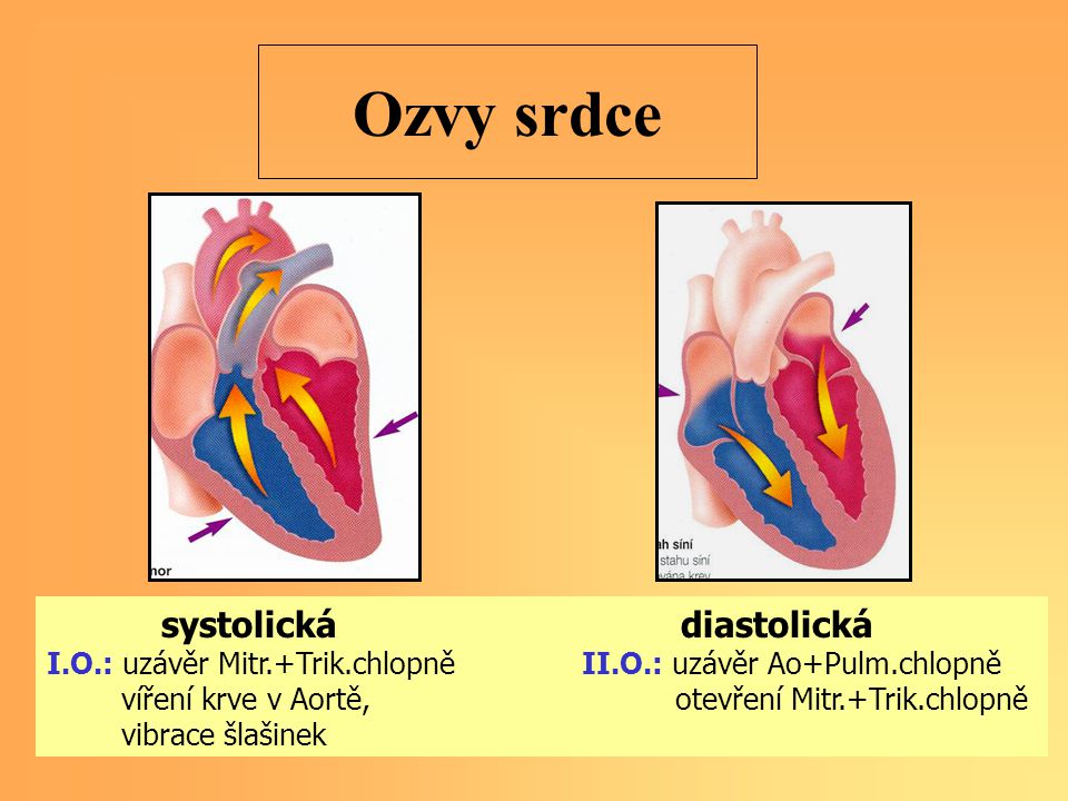 Ozvy srdce systolická diastolická