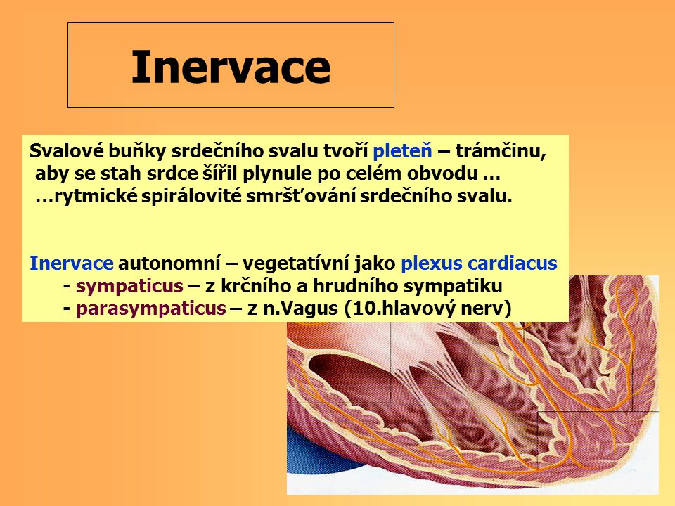 Inervace Svalové buňky srdečního svalu tvoří pleteň – trámčinu,