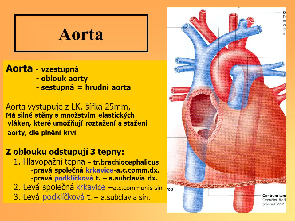 Aorta Aorta - vzestupná Aorta vystupuje z LK, šířka 25mm,