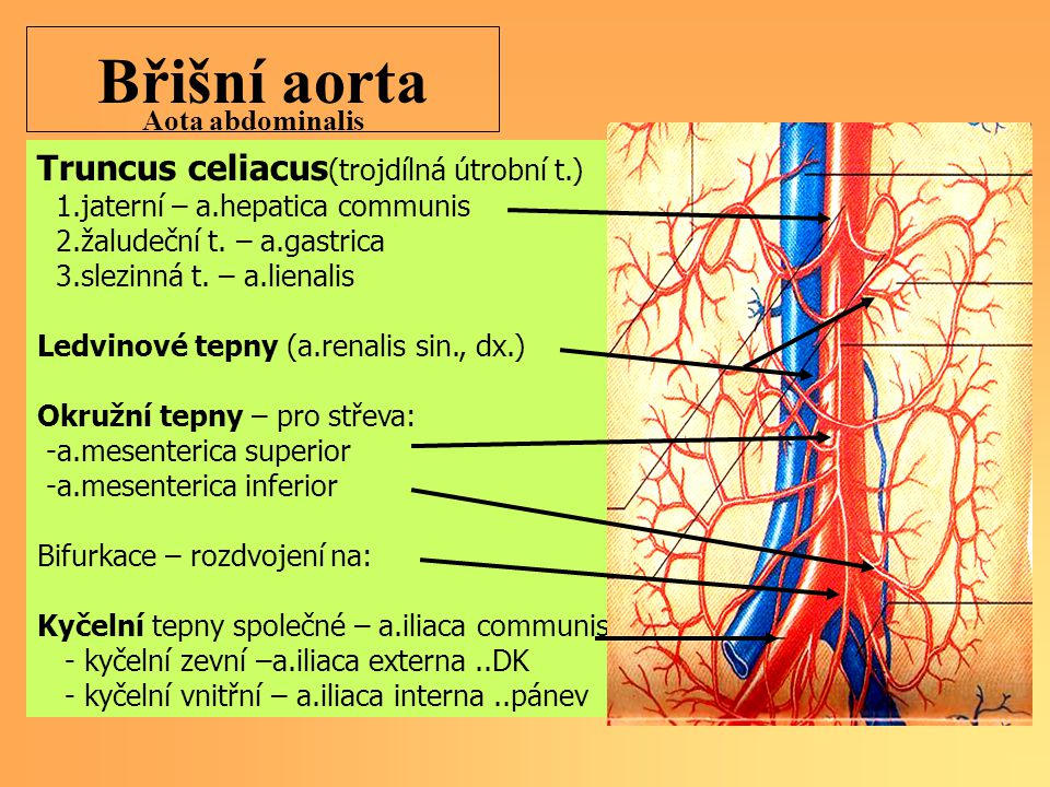 Břišní aorta Truncus celiacus(trojdílná útrobní t.) Aota abdominalis