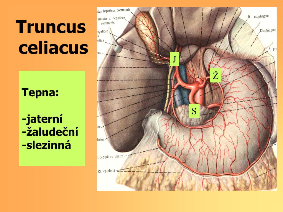 Truncus celiacus J Ž Tepna: -jaterní -žaludeční -slezinná S
