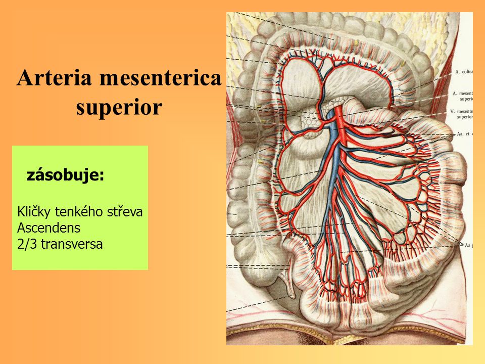 Arteria mesenterica superior