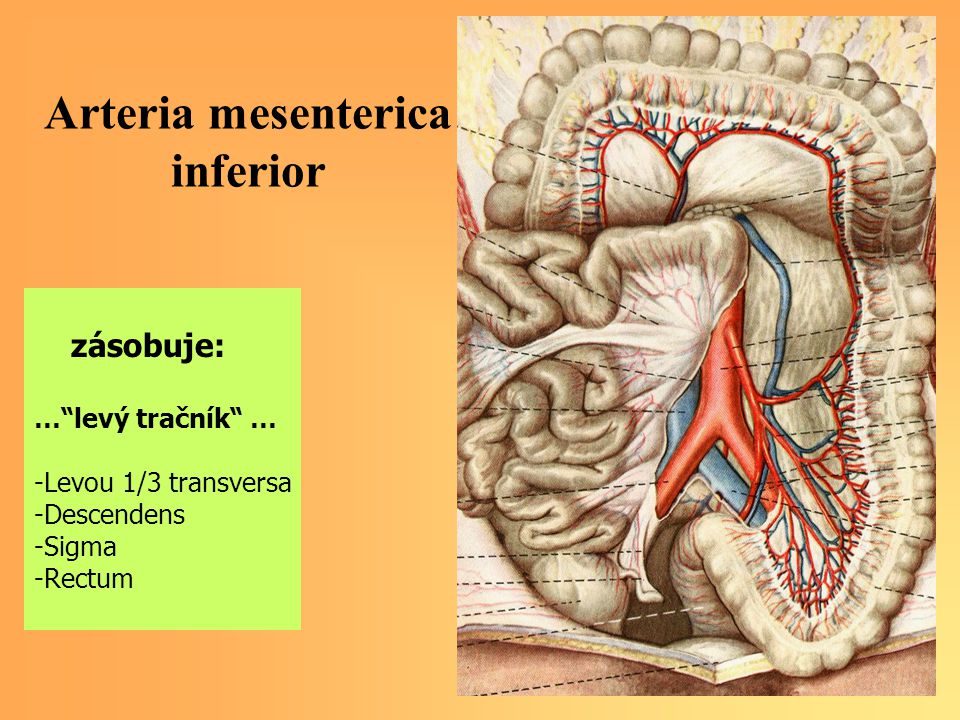 Arteria mesenterica inferior