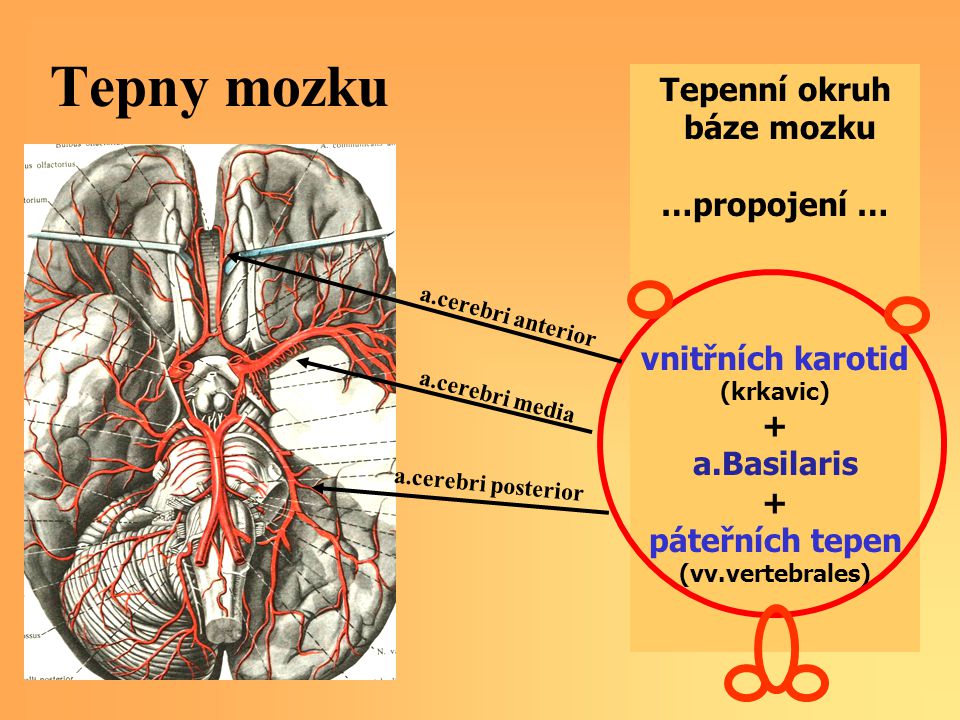 Tepny mozku Tepenní okruh báze mozku …propojení … vnitřních karotid +