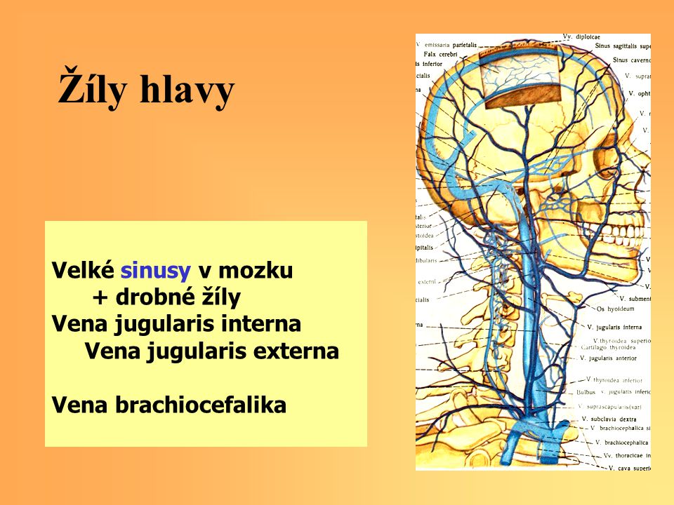 Žíly hlavy Velké sinusy v mozku + drobné žíly Vena jugularis interna