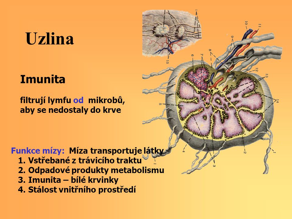 Uzlina Imunita filtrují lymfu od mikrobů, aby se nedostaly do krve