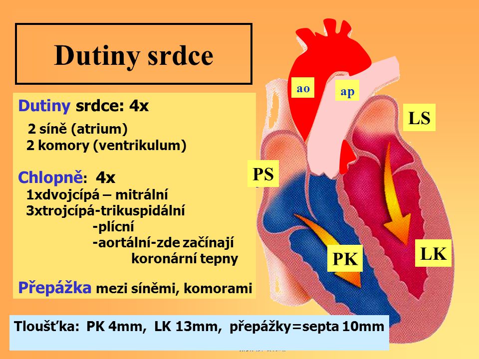 Dutiny srdce LS PS LK PK Dutiny srdce: 4x 2 síně (atrium) Chlopně: 4x