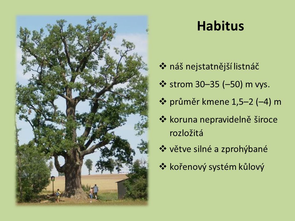 Habitus náš nejstatnější listnáč strom 30–35 (–50) m vys.