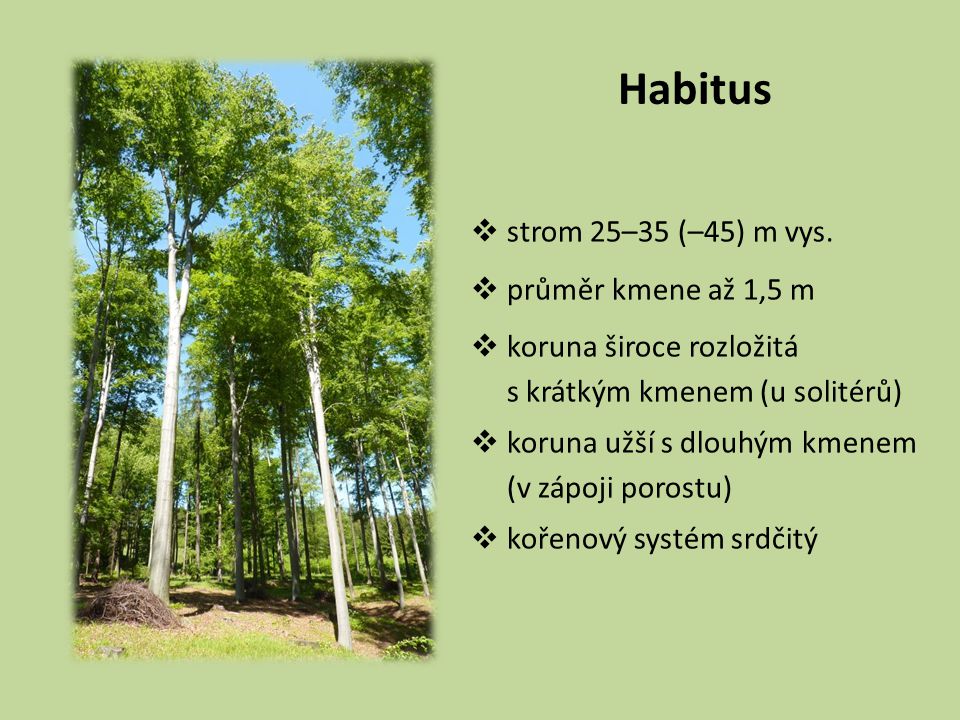 Habitus strom 25–35 (–45) m vys. průměr kmene až 1,5 m
