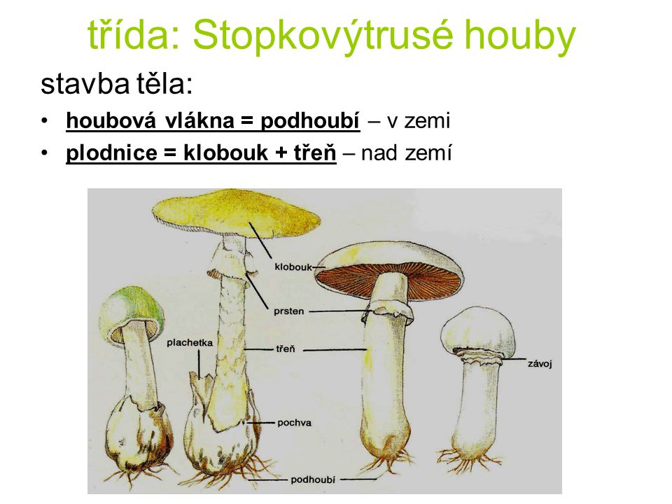 třída: Stopkovýtrusé houby