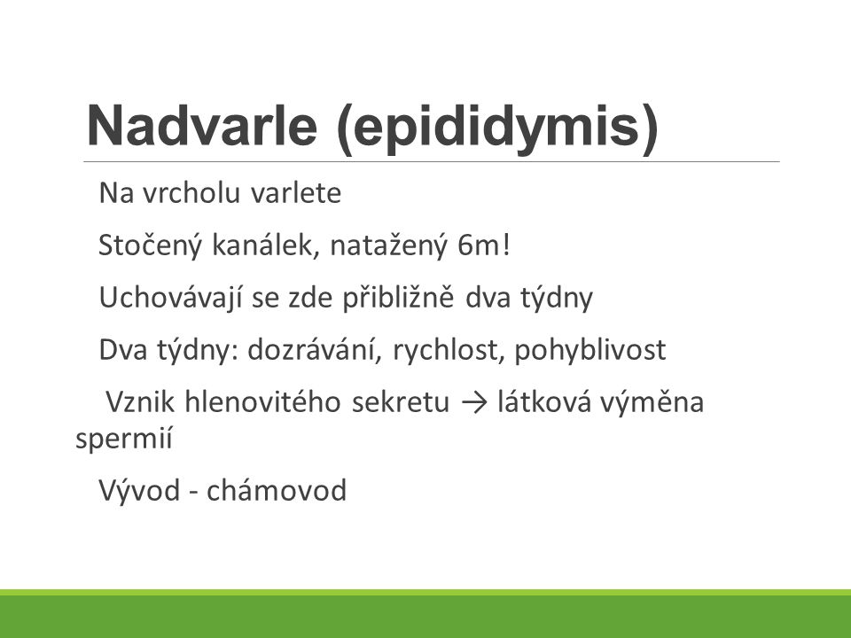 Nadvarle (epididymis)