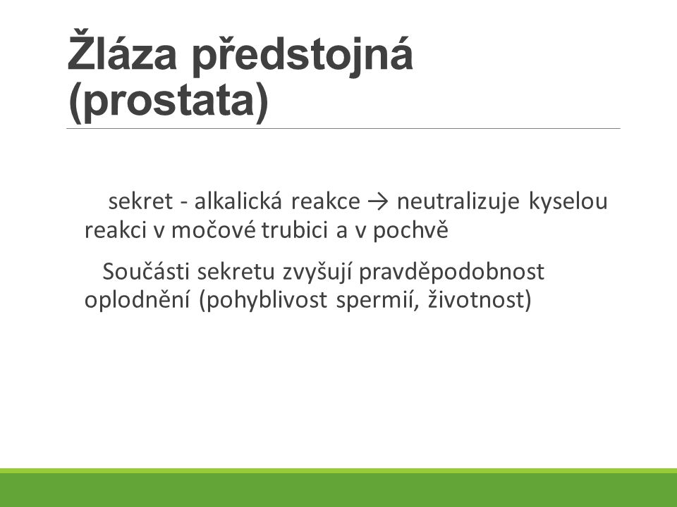 Žláza předstojná (prostata)