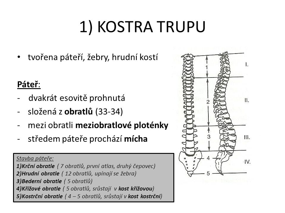 1) KOSTRA TRUPU tvořena páteří, žebry, hrudní kostí Páteř: