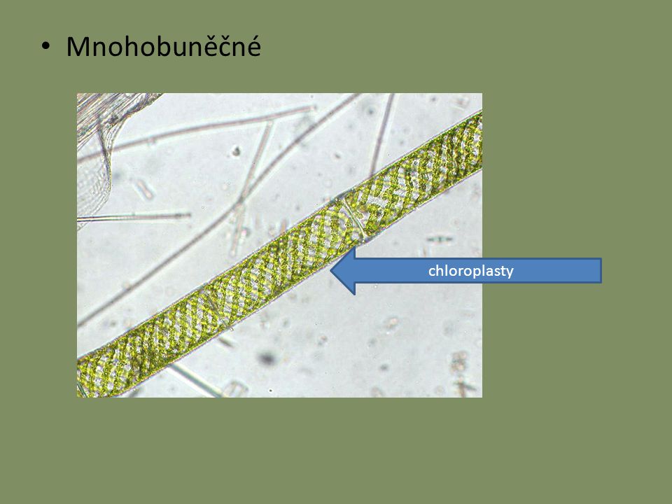 Mnohobuněčné chloroplasty