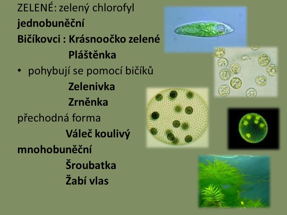 ZELENÉ: zelený chlorofyl