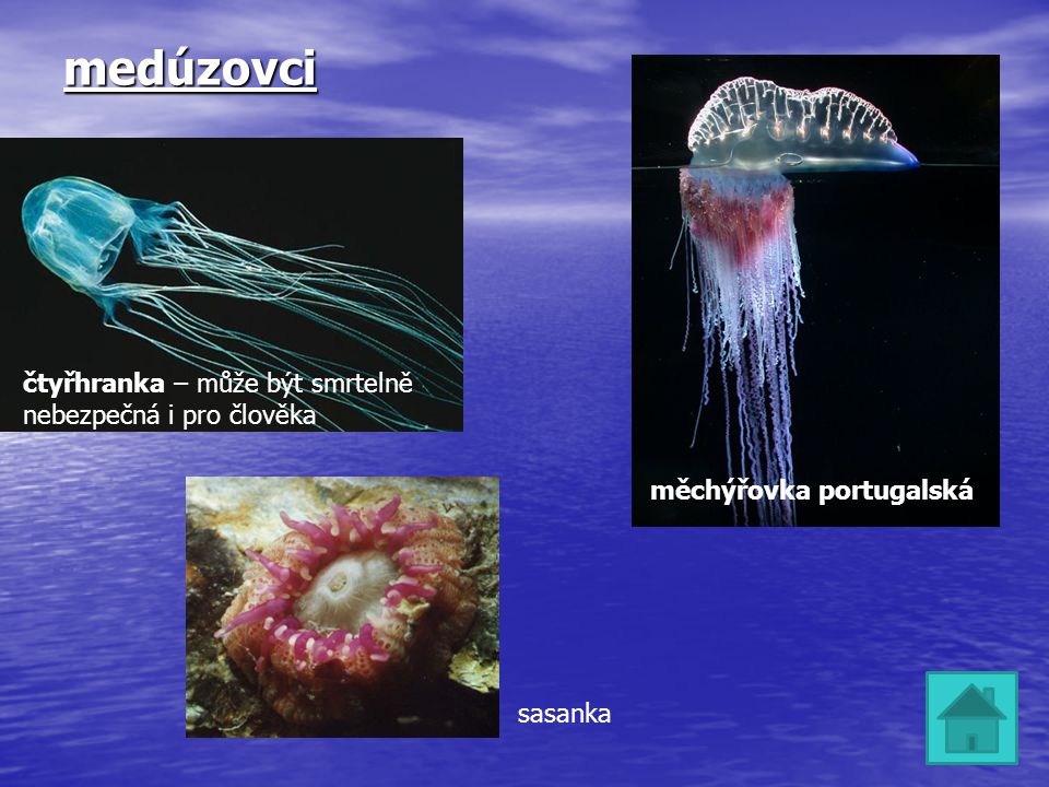 medúzovci čtyřhranka – může být smrtelně nebezpečná i pro člověka