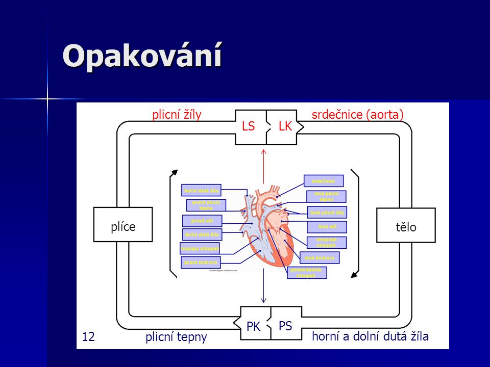 Opakování plicní žíly srdečnice (aorta) LS LK plíce tělo PK PS 12
